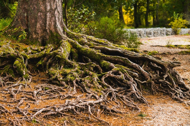 A tree with a vast understory of roots