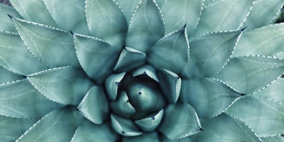 A close-up of a succulent plant