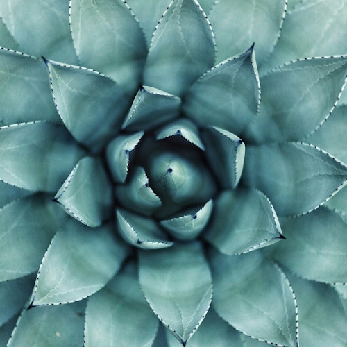 A close-up of a succulent plant