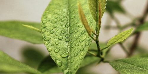 A green leaf with dew drops on it