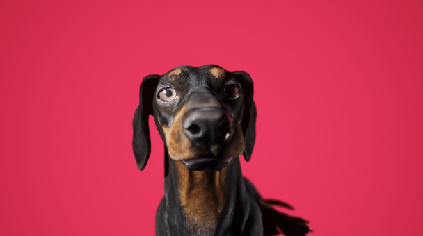 A rendered CG image of Stanley, a sausage dog, pictured against a red background